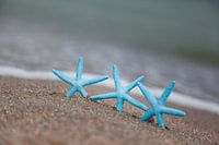 Trois étoiles de mer sur la plage