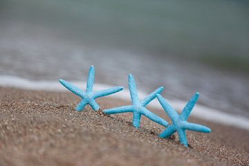 Trois étoiles de mer sur la plage sur PHOTOGENIQUE