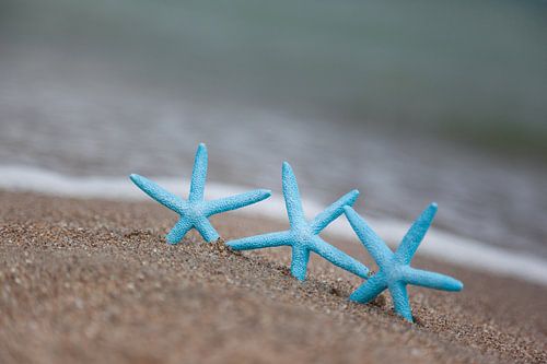 Three starfish on the beach
