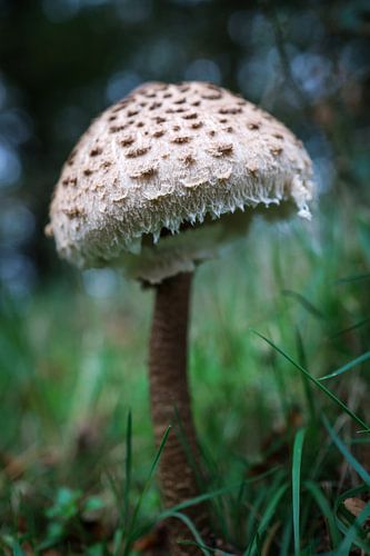 Parasol mushroom