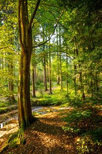 Königsforst mit Flehbach im Hintergrund