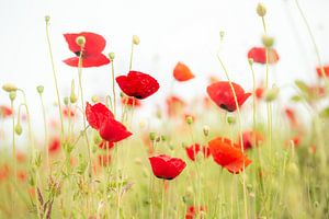 Image d'ambiance avec quelques coquelicots sur Caroline van der Vecht