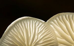 Porseleinzwam close-up