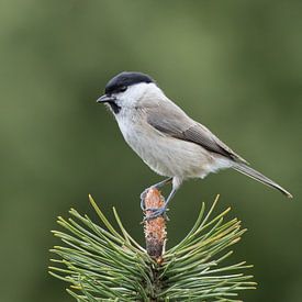 Willow Tit sur Marcel van Os