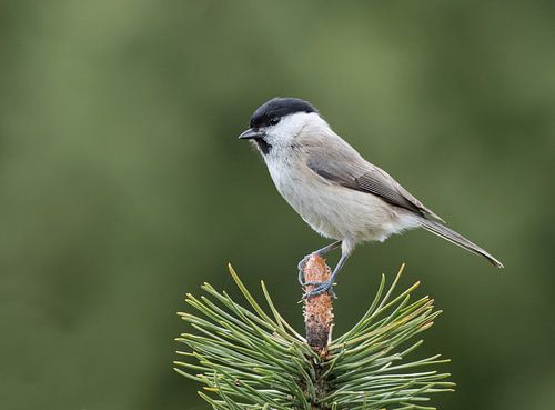 Willow Tit by Marcel van Os