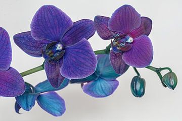 A blue-purple orchid against a white background by W J Kok