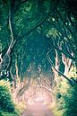 Dark Hedges - King's Road by Jo Van Herck thumbnail