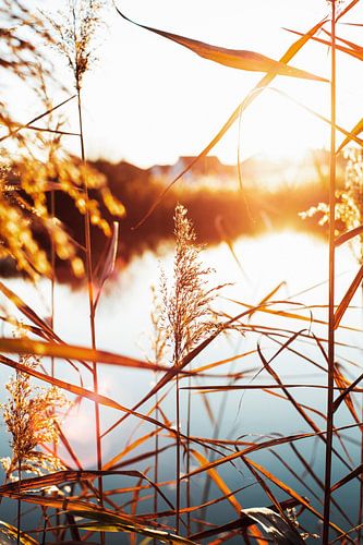 Riet bij zonsondergang