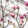 Magnolia bloem in Kopenhagen | beverboom | pastel kleur met roze en wit van Karijn | Fine art Natuur en Reis Fotografie