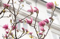 Magnolia bloem in Kopenhagen | beverboom | pastel kleur met roze en wit van Karijn | Fine art Natuur en Reis Fotografie thumbnail
