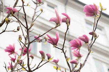 Magnolia bloem in Kopenhagen | beverboom | pastel kleur met roze en wit