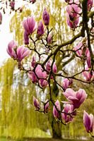 Magnolie