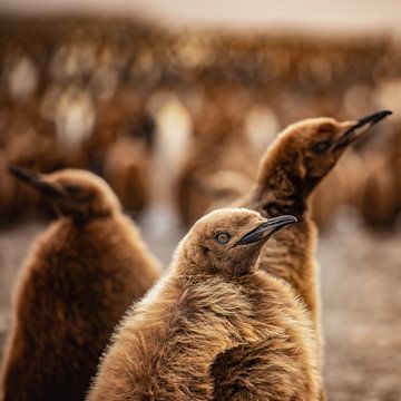 Königspinguin-Küken auf Südgeorgien von Ron van der Stappen