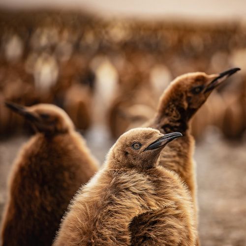 Koningspinguïn kuikens op South Georgia