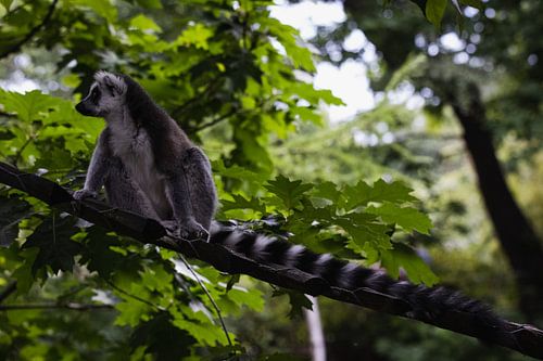 Ring-tailed lemur