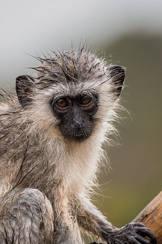 Grüne Meerkatze