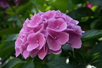 Hortensia 