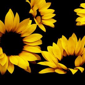 Sunflower van Els Steutel