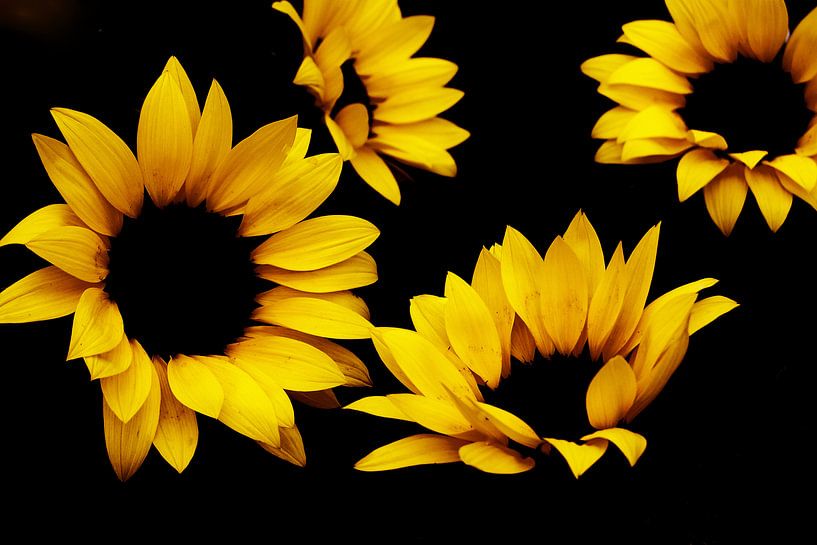 Sunflower par Els Steutel