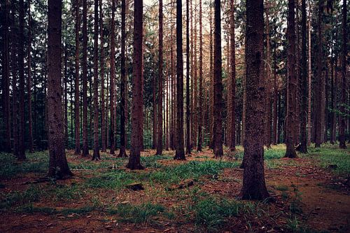 Crépuscule dans la forêt d'épicéas