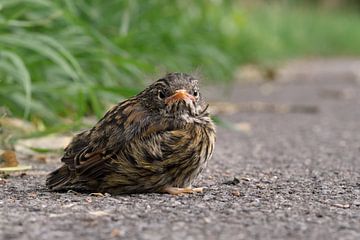 langs de kant van de weg... Jonge, nog niet uitgevlogen heggenmus *Prunella modularis* van wunderbare Erde