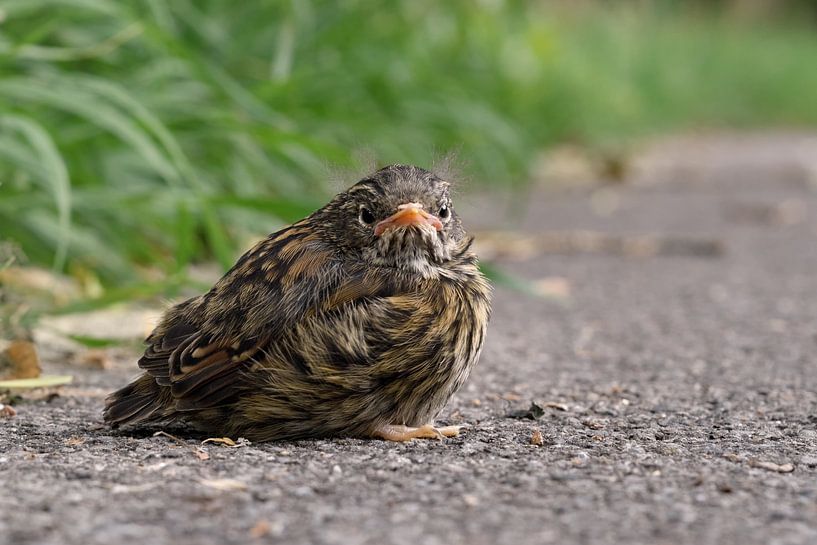 by the wayside... Young, not yet fledged Dunnock *Prunella modularis* by wunderbare Erde