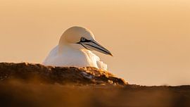 Gannets by nature_soul_photo.graphics