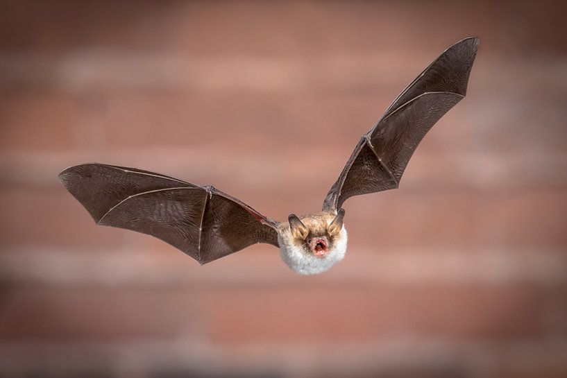 Fliegender Franjetail-Schläger von Rudmer Zwerver