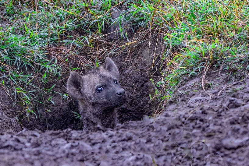 jonge hyena van Peter Michel