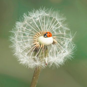 Glück und Leichtigkeit