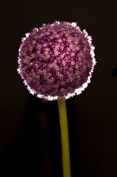 Paarse bloem op steel met lichtring op zwarte achtergrond van Doris van Meggelen