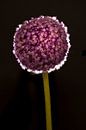 Paarse bloem op steel met lichtring op zwarte achtergrond van Doris van Meggelen thumbnail