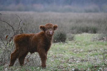 schotse hooglander kalf