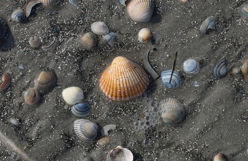 Muscheln am Strand von Matthias Brix