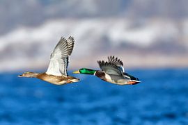 Mallards in flight by Karin Jähne