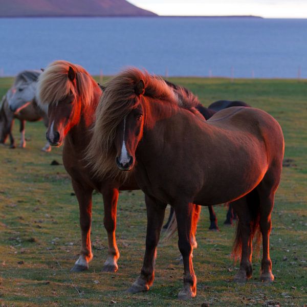 Chevaux islandais dans la lumière du soir par Menno Schaefer