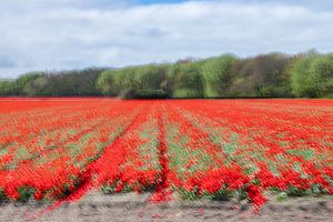 Champ de tulipes pittoresque