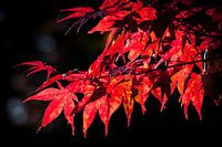 Japanse Esdoorn in de Herfst