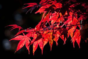 Japanse Esdoorn in de Herfst