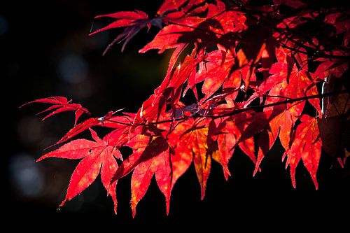 Japanse Esdoorn in de Herfst