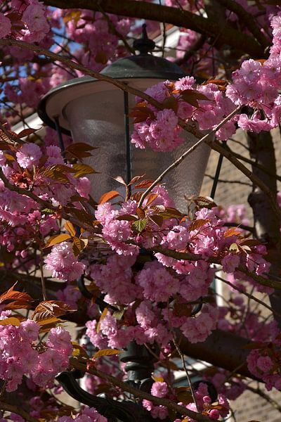 Blossom with lamppost in Schiedam by Rob Pols