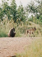 2 singes d'Afrique du Sud
