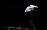Pilz in der Nacht von Marcel Kerdijk Miniaturansicht