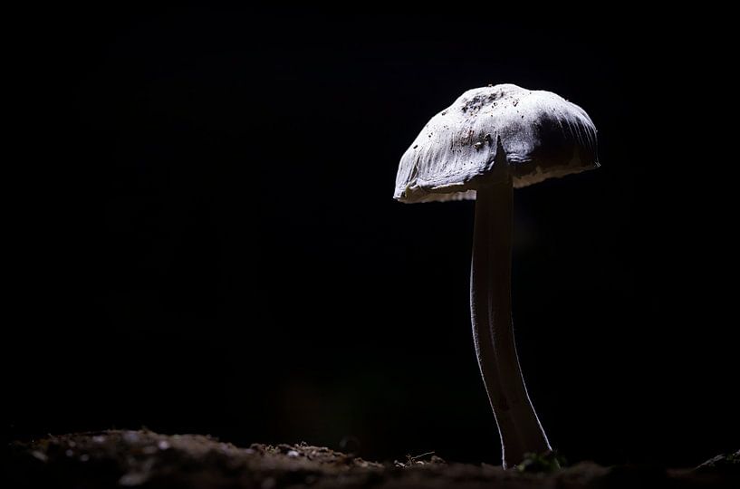 Pilz in der Nacht von Marcel Kerdijk