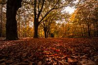 Couleurs d'automne