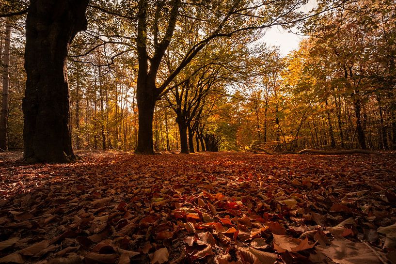 Couleurs d'automne par Rene Wolf