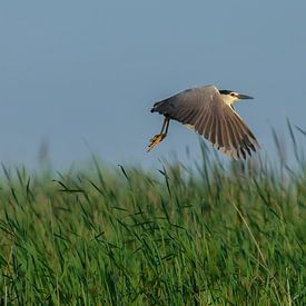 Flying Night Heron by Erwin Stevens