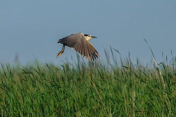 Fliegender Nachtreiher von Erwin Stevens