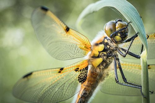 Libellen macro
