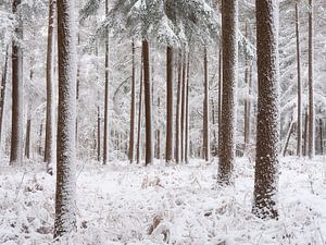 Schnee bedeckt die Bäume im Wald in Nordbrabant, Niederlande